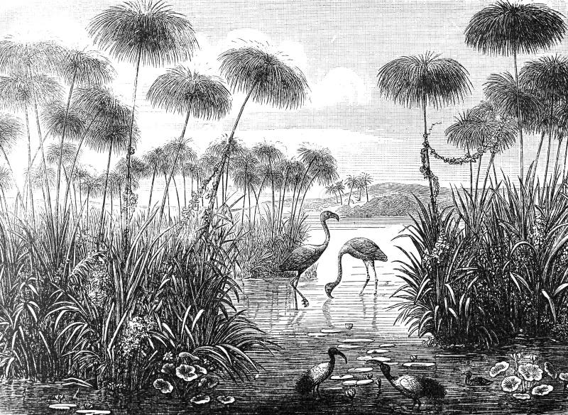 Ilustração de colagem vertical e retrorativa de aves Flamingo do fundo Brockhaus Konversations-Lexikon 1908