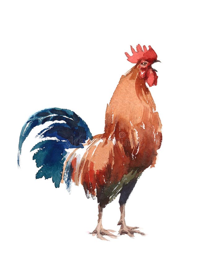 Ilustração de exultação da aquarela do pássaro da exploração agrícola do galo pintado à mão ilustração do vetor Ilustração de exultação da aquarela do pássaro da exploração agrícola do galo pintado à mão ilustração do vetor