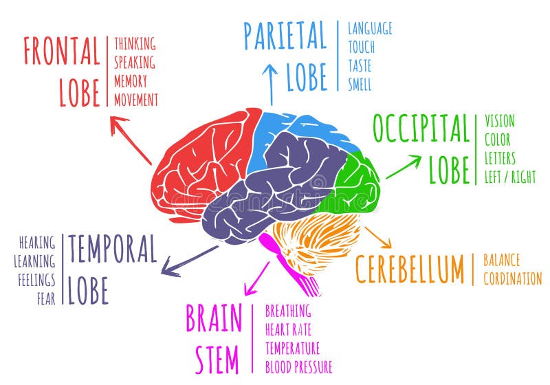 Ilustração de funções e de anatomia do cérebro de ser humano