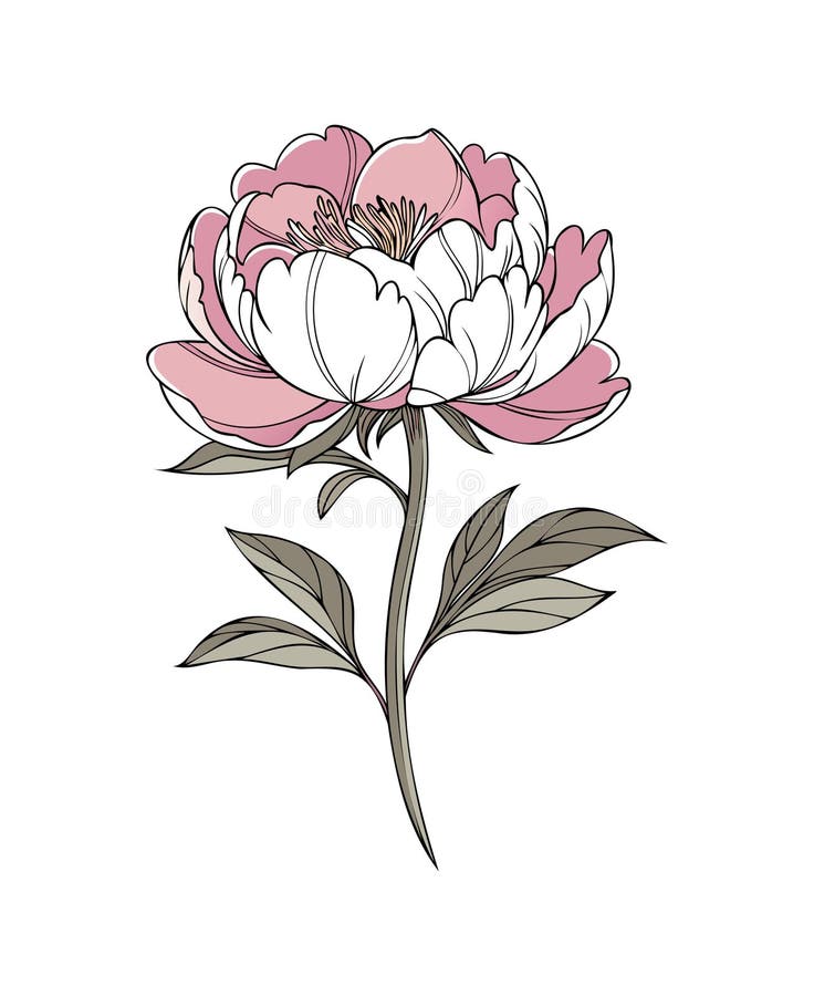 Ilustração de Peonia Rosa Elegante em Fundo Branco ilustração do vetor