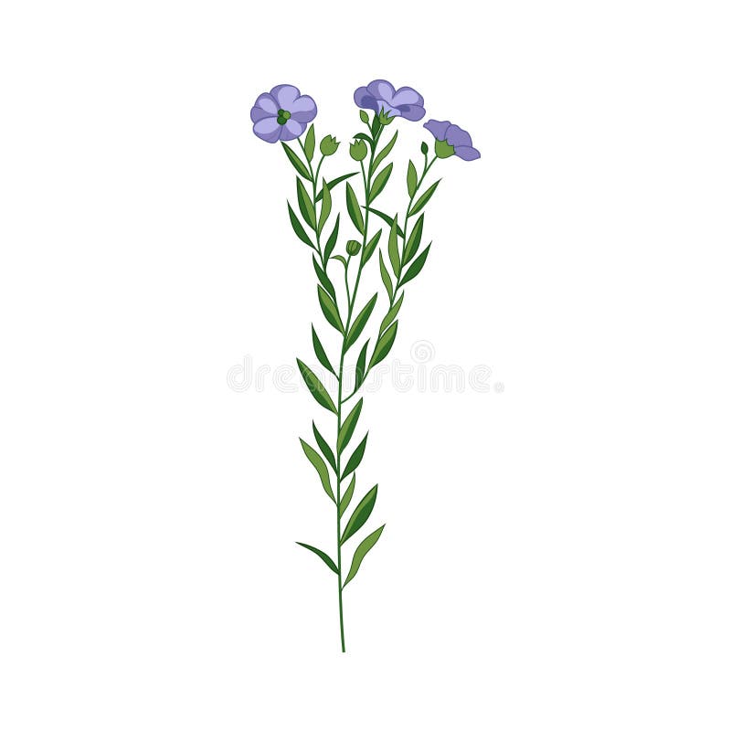 Ilustração detalhada tirada mão da flor selvagem do linho ilustração royalty free Ilustração detalhada tirada mão da flor selvagem do linho ilustração royalty free