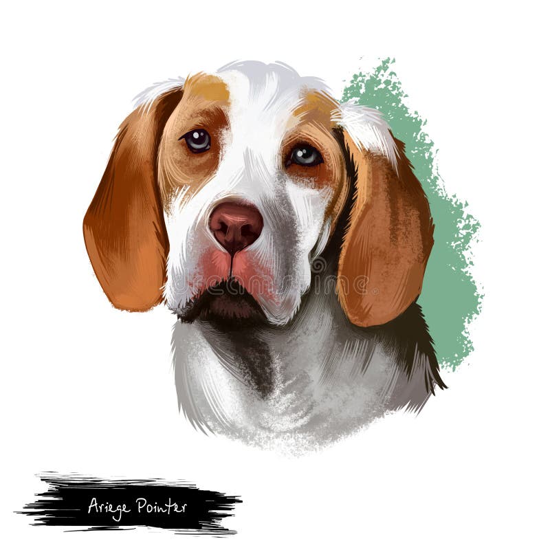 Ilustração digital da arte do cão do ponteiro de Ariege isolada no branco Ponteiro do cão de Braque de Ariege Pointing, raça do c ilustração stock Ilustração digital da arte do cão do ponteiro de Ariege isolada no branco Ponteiro do cão de Braque de Ariege Pointing, raça do c ilustração stock