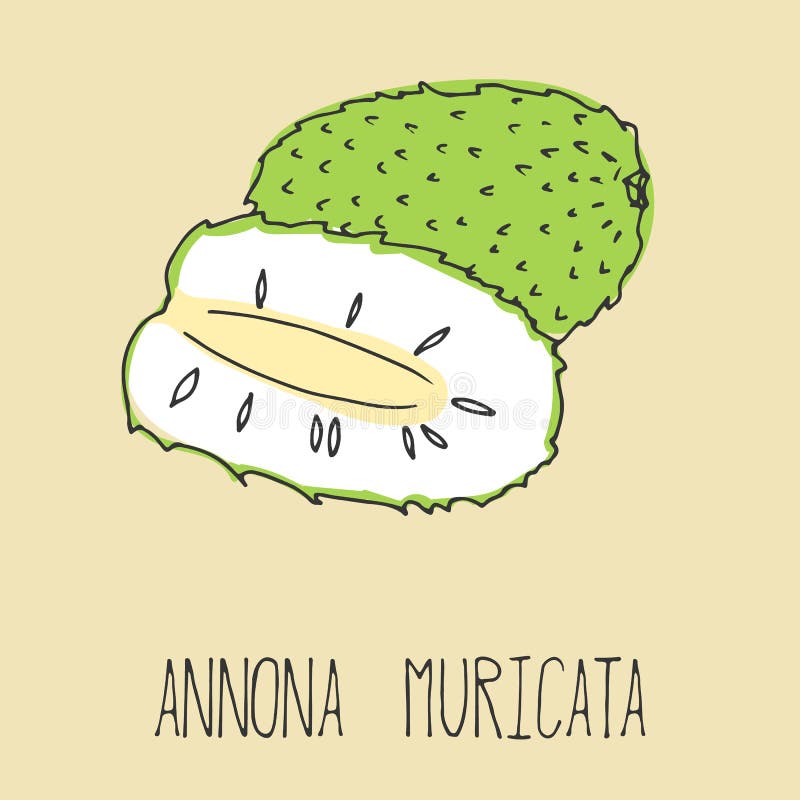 Ilustração do desenho da mão do soursop ilustração royalty free Ilustração do desenho da mão do soursop ilustração royalty free