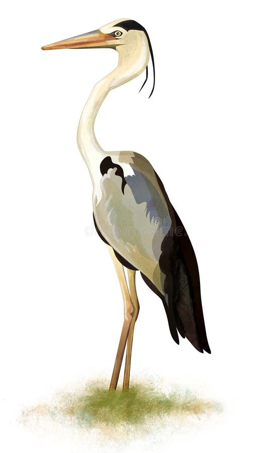 Ilustração do pássaro da garça-real na grama ilustração do vetor Ilustração do pássaro da garça-real na grama ilustração do vetor