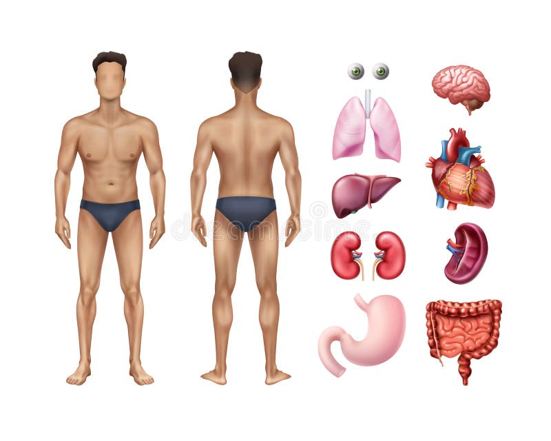 A ilustração do vetor da parte dianteira e da parte traseira do molde do corpo masculino com órgãos internos humanos detalhou os