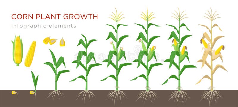 Ilustração do vetor das fases do crescimento de milho no projeto liso Processo de plantação de planta de milho Crescimento do mil ilustração royalty free Ilustração do vetor das fases do crescimento de milho no projeto liso Processo de plantação de planta de milho Crescimento do mil ilustração royalty free