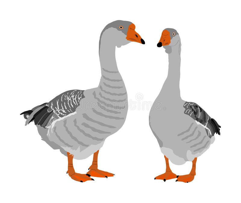 Ilustração do vetor de Grey Chinese Goose isolada no fundo branco Pares do ganso no amor isolados no fundo branco ilustração royalty free Ilustração do vetor de Grey Chinese Goose isolada no fundo branco Pares do ganso no amor isolados no fundo branco ilustração royalty free