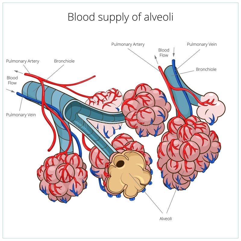 Ilustração do vetor dos alvéolos ilustração do vetor