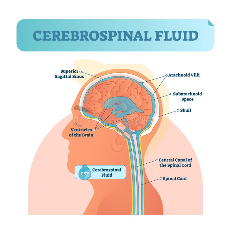 Ilustração do vetor do líquido cerebrospinal Diagrama etiquetado anatômico - canal da central da cavidade sigittal superior human ilustração royalty free Ilustração do vetor do líquido cerebrospinal Diagrama etiquetado anatômico - canal da central da cavidade sigittal superior human ilustração royalty free