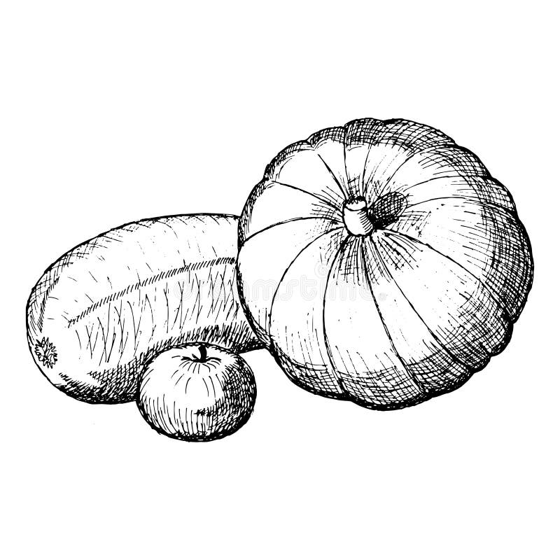 Ilustração do vetor Ruits e vegetais do de Ð Abóbora, maçã, esboço desenhado à mão preto e branco do abobrinha ilustração do vetor Ilustração do vetor Ruits e vegetais do de Ð Abóbora, maçã, esboço desenhado à mão preto e branco do abobrinha ilustração do vetor
