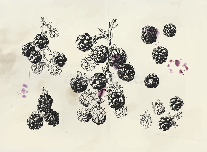 Ilustração do vintage de Blackberry Ramo tirado mão isolado da amora-preta ilustração do vetor Ilustração do vintage de Blackberry Ramo tirado mão isolado da amora-preta ilustração do vetor