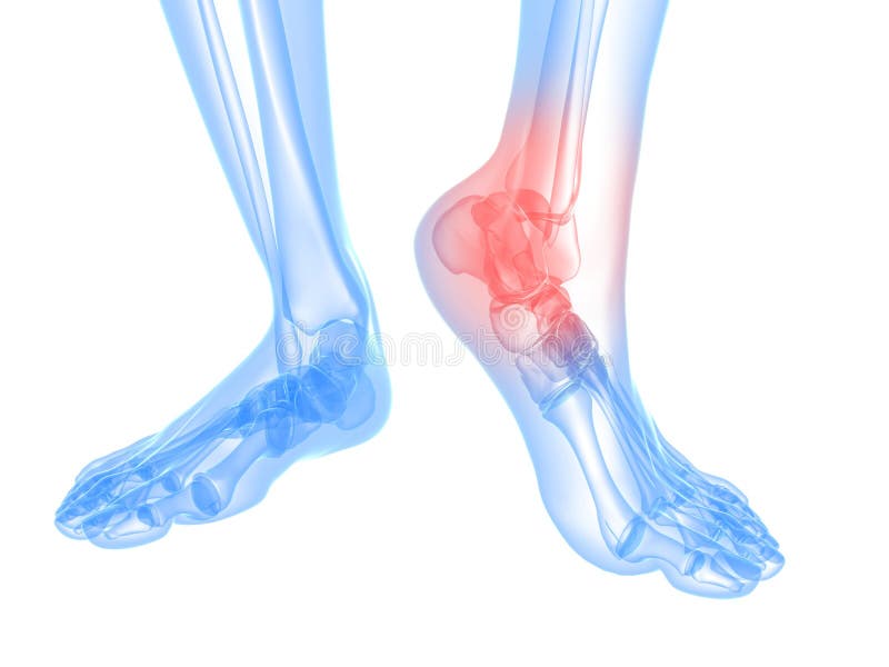 3d rendered illustration of a skeletal foot with highlighted ankle. 3d rendered illustration of a skeletal foot with highlighted ankle