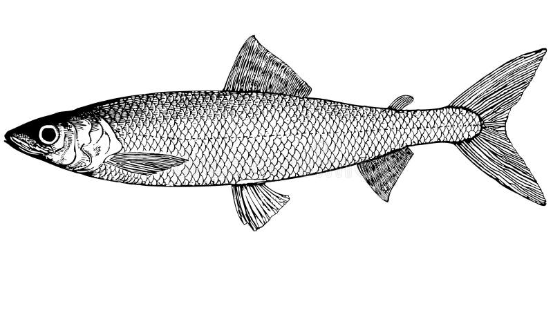Ilustração dos autumnalis do Coregonus do omul dos peixes ilustração stock Ilustração dos autumnalis do Coregonus do omul dos peixes ilustração stock