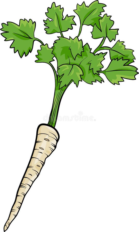 Cartoon Illustration of Parsley Root Vegetable Food Object. Cartoon Illustration of Parsley Root Vegetable Food Object