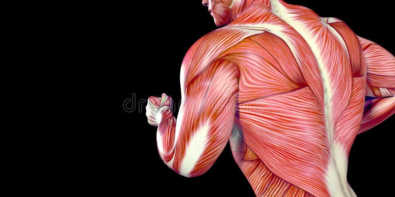 Ilustração humana da anatomia do corpo masculino de um corredor humano com músculos visíveis ilustração do vetor Ilustração humana da anatomia do corpo masculino de um corredor humano com músculos visíveis ilustração do vetor
