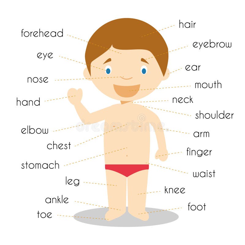 Ilustração humana do vetor do vocabulário das partes do corpo ilustração stock Ilustração humana do vetor do vocabulário das partes do corpo ilustração stock