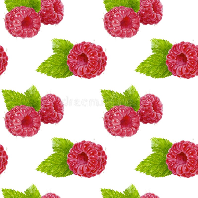Ilustração sem emenda da aquarela do teste padrão da framboesa isolada no branco imagens de stock Ilustração sem emenda da aquarela do teste padrão da framboesa isolada no branco imagens de stock