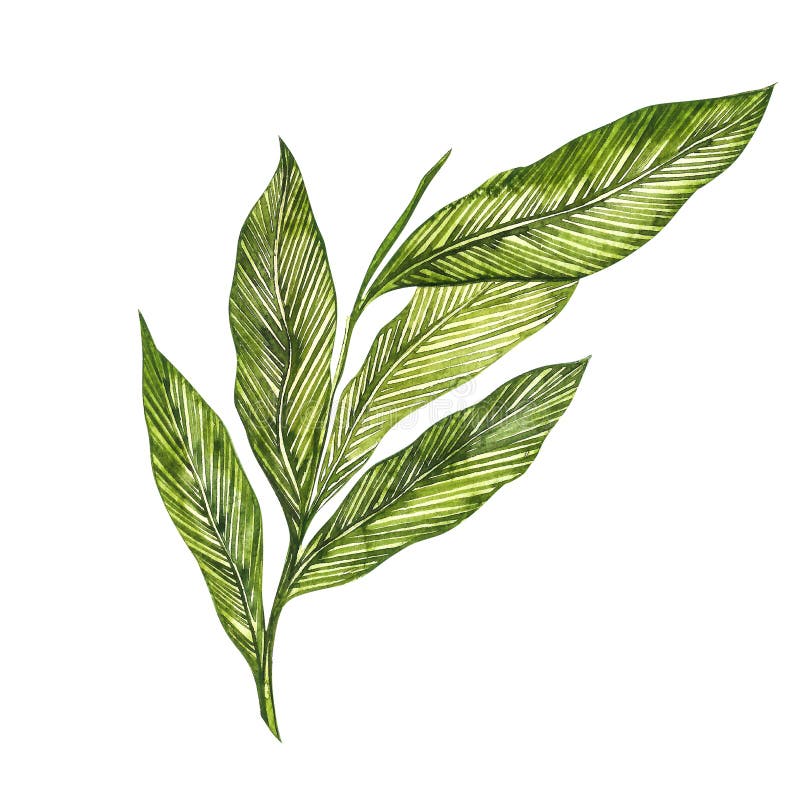 Ilustração tirada mão da aquarela da planta do cardamomo da especiaria Ilustração botânica realÃstica ilustração royalty free Ilustração tirada mão da aquarela da planta do cardamomo da especiaria Ilustração botânica realÃstica ilustração royalty free