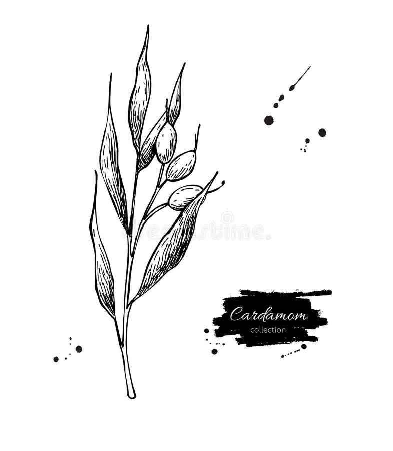 Ilustração tirada mão do vetor da planta do cardamomo ilustração stock Ilustração tirada mão do vetor da planta do cardamomo ilustração stock