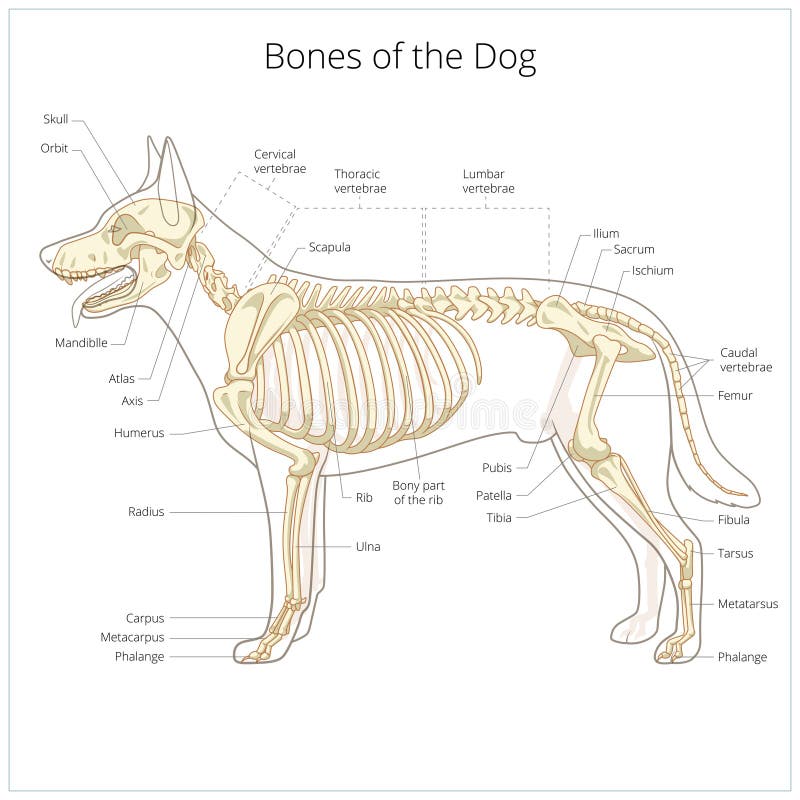 Ilustração veterinária de esqueleto do vetor do cão ilustração stock