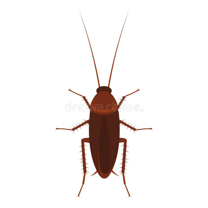 Ilustração vetorial de barata isolada em fundo branco ilustração do vetor Ilustração vetorial de barata isolada em fundo branco ilustração do vetor