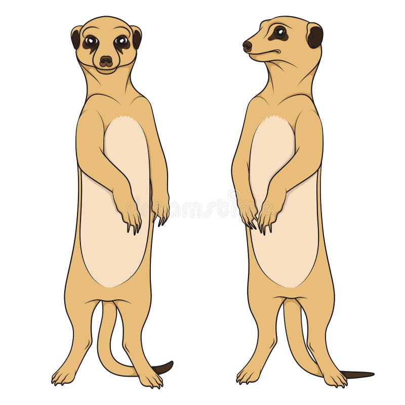 Ilustrații color care descriu meerkats. obiecte vectoriale izolate. vector illustration