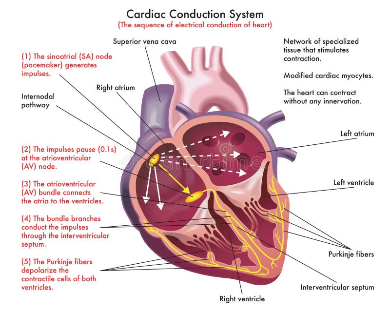 Ilustrowany schemat układu przewodzenia serca