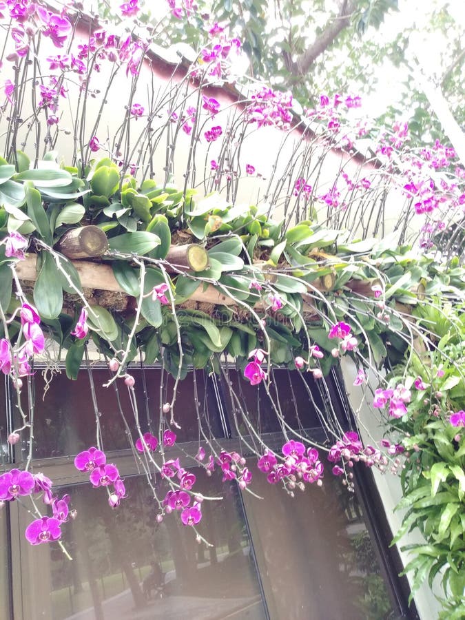 Im botanischen Park werden purpurrote Blumen mit Wänden mit Schmetterling ähnlichen Flügeln bedeckt