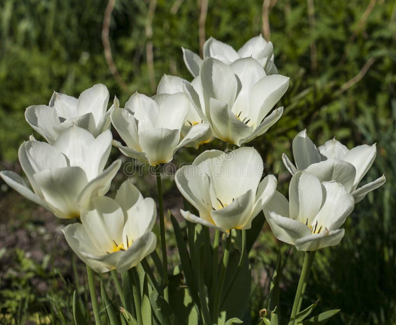 Im Garten an einem sonnigen Tag - weiße Tulpen lizenzfreies stockbild Im Garten an einem sonnigen Tag - weiße Tulpen lizenzfreies stockbild