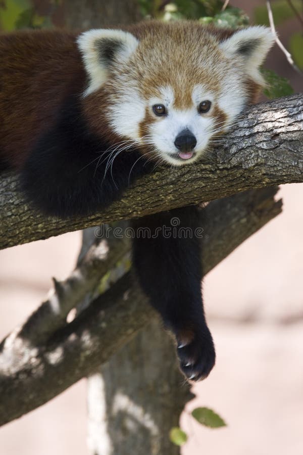 Im So Lazy Red Panda