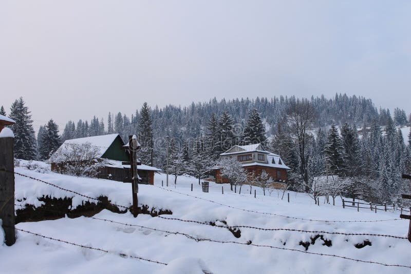 Im Winterwald. Karpaten. eine Menge Schneebäume in Schnee gebündelt