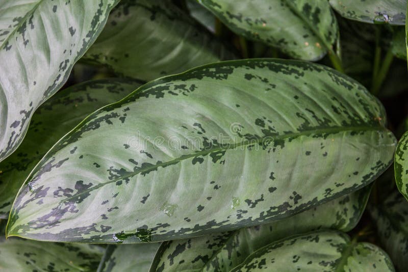 Image of Aglaonema commutatum Schott shrub in the garden