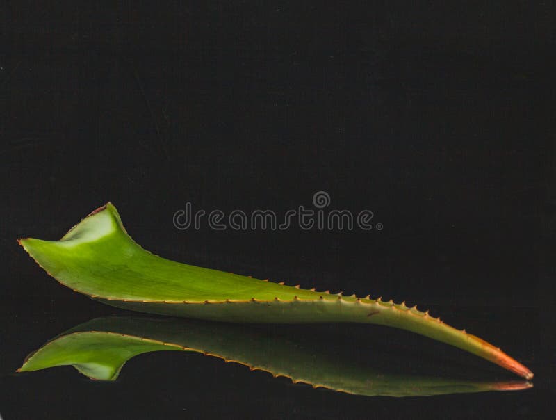Image Of Aloe Vera Leaf Plant On A Black Background With Reflection And Copy Space Close Up Diagonal Composition Stock Photo Image Of Aloe Grow