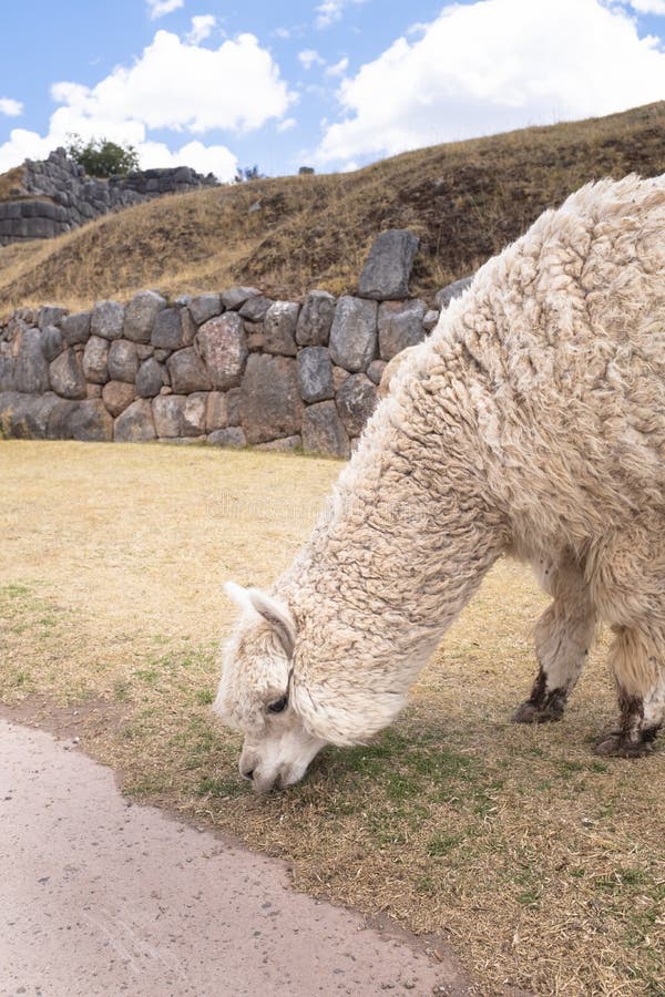 Image of Alpacas in the Peruvian Andes. Stock Photo Image of andean