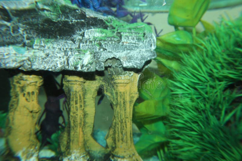 Image of Aquarium Plant and Rock Stock Image Image of rock, aquarium