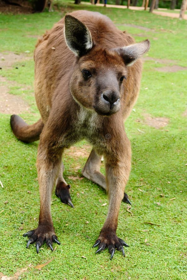 Image of an Australian kangaroo stock images