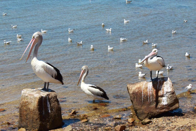 Imagen de australiano pelícanos de pie a relajante de acuerdo a el mar sobre el piedra punto en Escena de Navidad punto, occidental puerto bahía,,,.