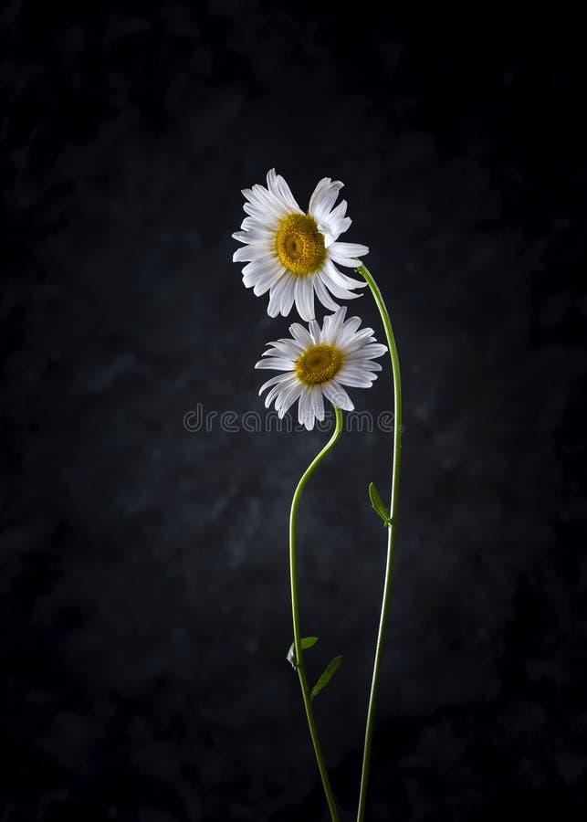 Two camomiles on a dark background. Love concept. Two camomiles on a dark background. Love concept.