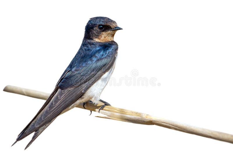 Image of barn swallow bird Hirundo rustica isolated on white background. Bird. Animal