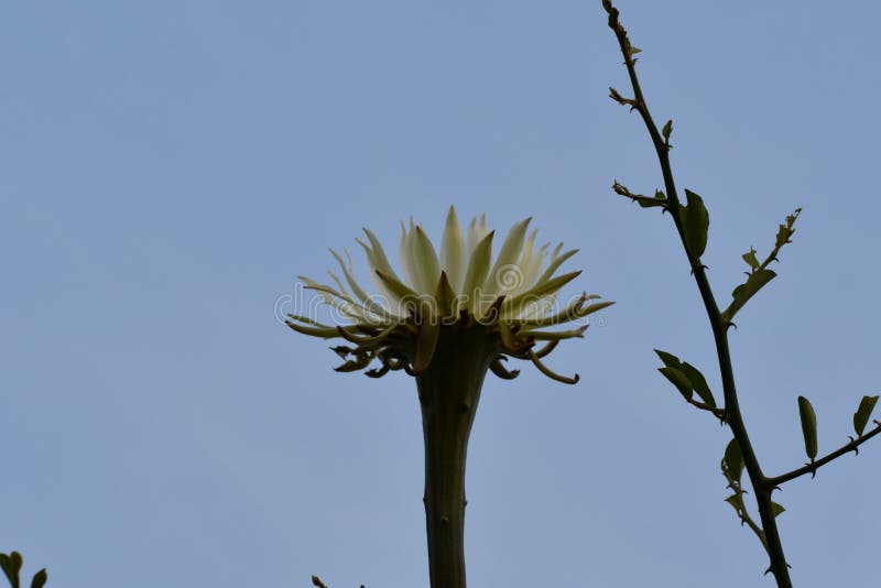 This is an image of beautiful cactus flower in keoladeo national park in rajasthan india 库存图片 This is an image of beautiful cactus flower in keoladeo national park in rajasthan india 库存图片
