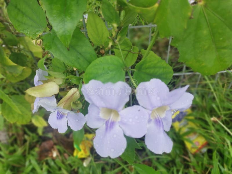 Beautiful Creeping Thunbergia Grandiflora Vine Flower Stock Image