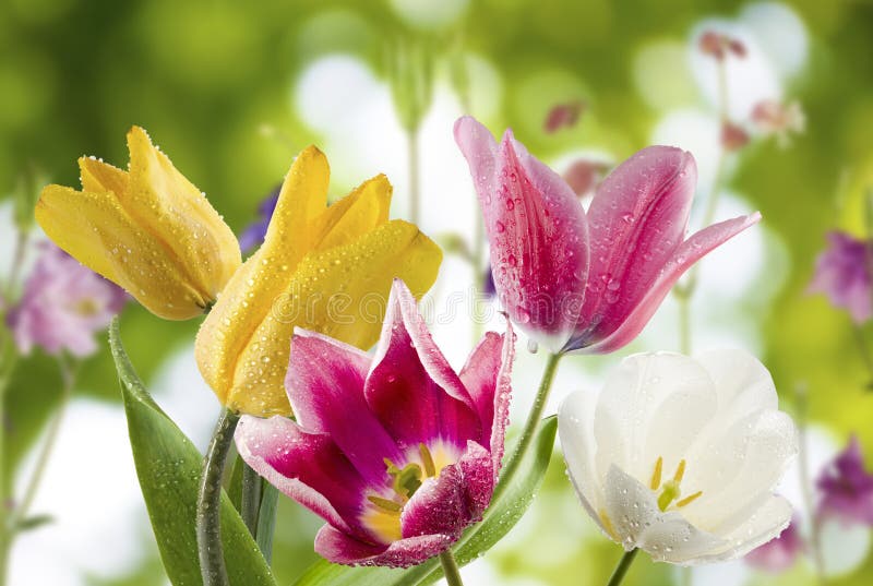 Image of Beautiful Flowers in the Garden Closeup Stock Photo - Image of ...