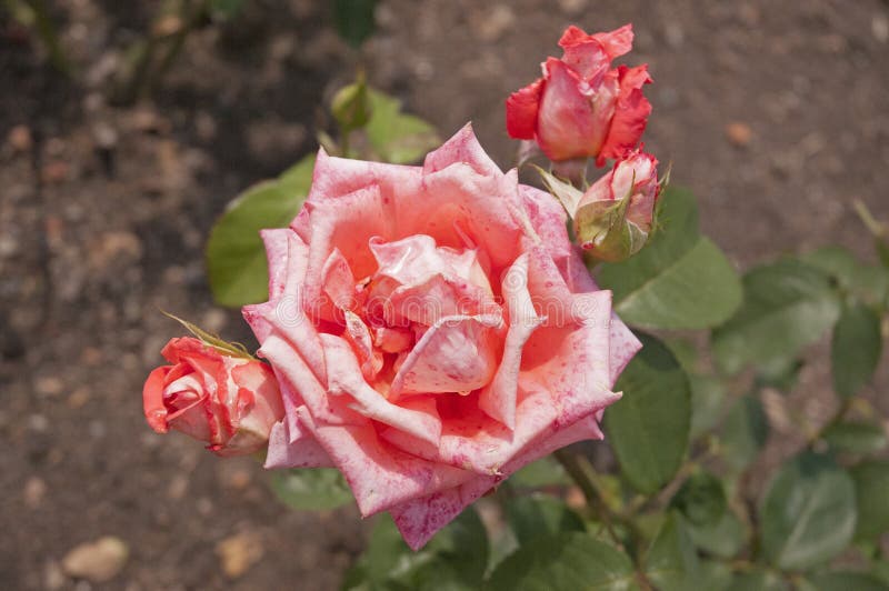 Roses stock image. Image of park, seasonal, flower, natural 102142097