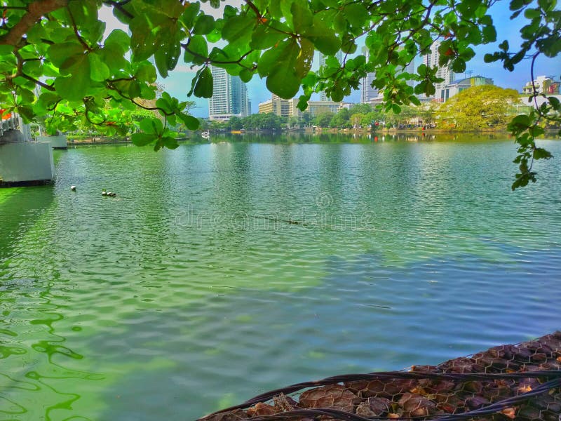 Gangarama Lake in Sri lanka stock images Gangarama Lake in Sri lanka stock images