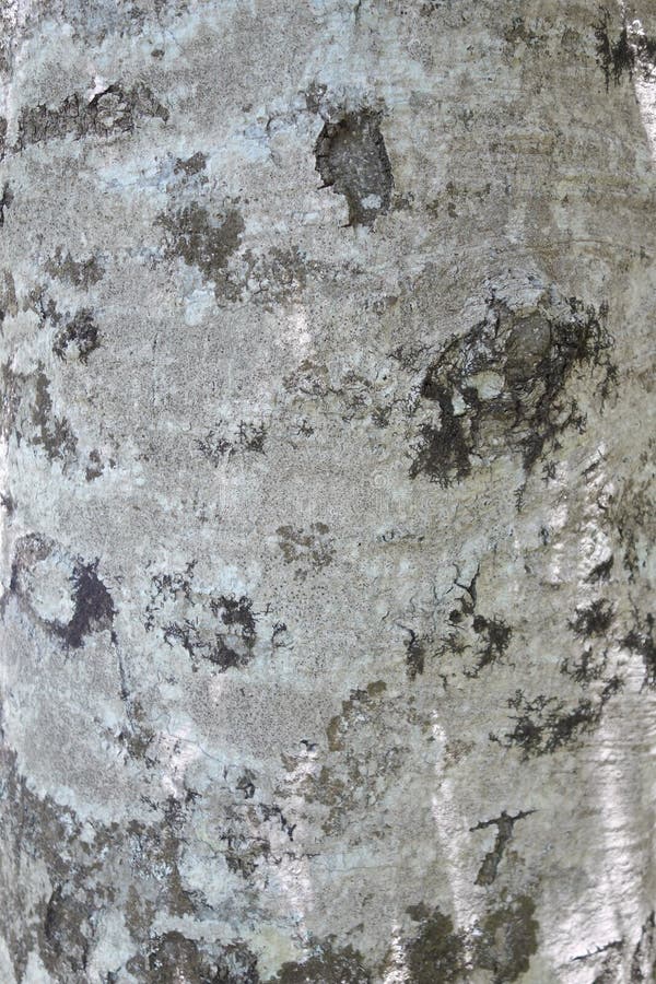 Beech bark royalty free stock photography