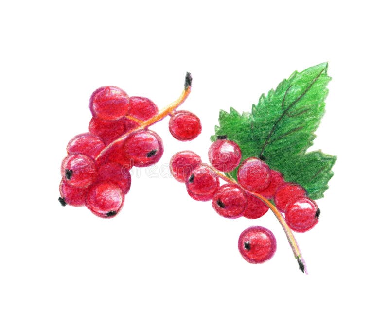 Image of berries of a red currant. Drawing with colored pencils, isolated on white background