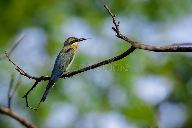 Image of bird on the branch on natural background. Wild Animals.