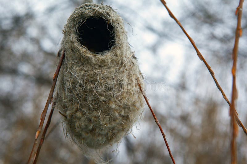 Image of bird nest tree background