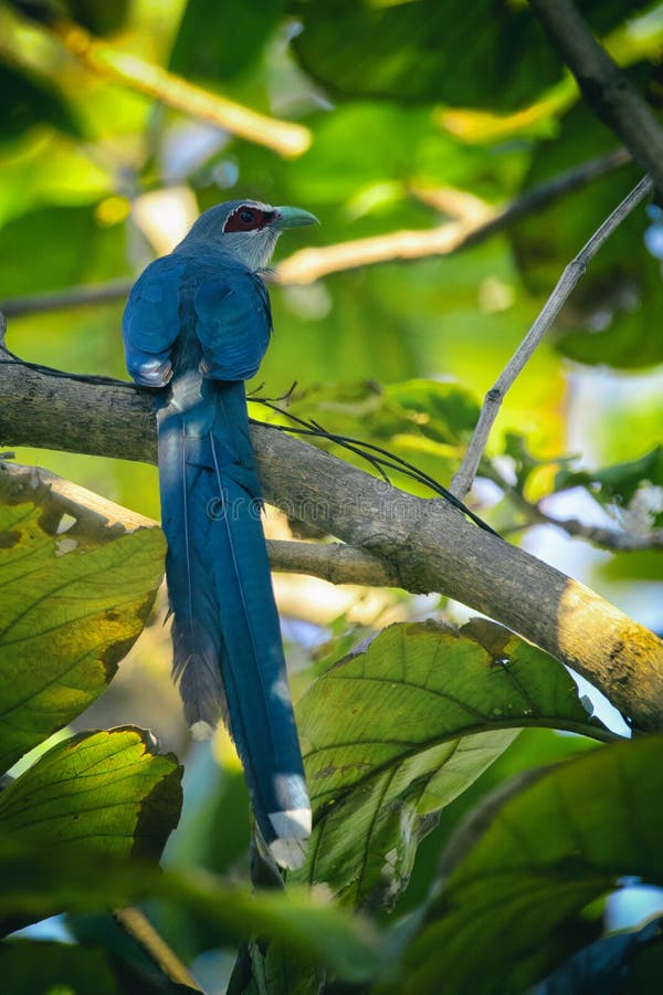 Image of bird perched on a tree branch. Green-billed Malkoha, P