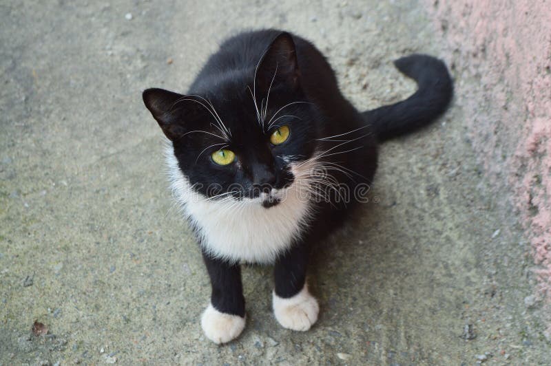 Black Cat with White Mustache. Stock Image Image of animal, white